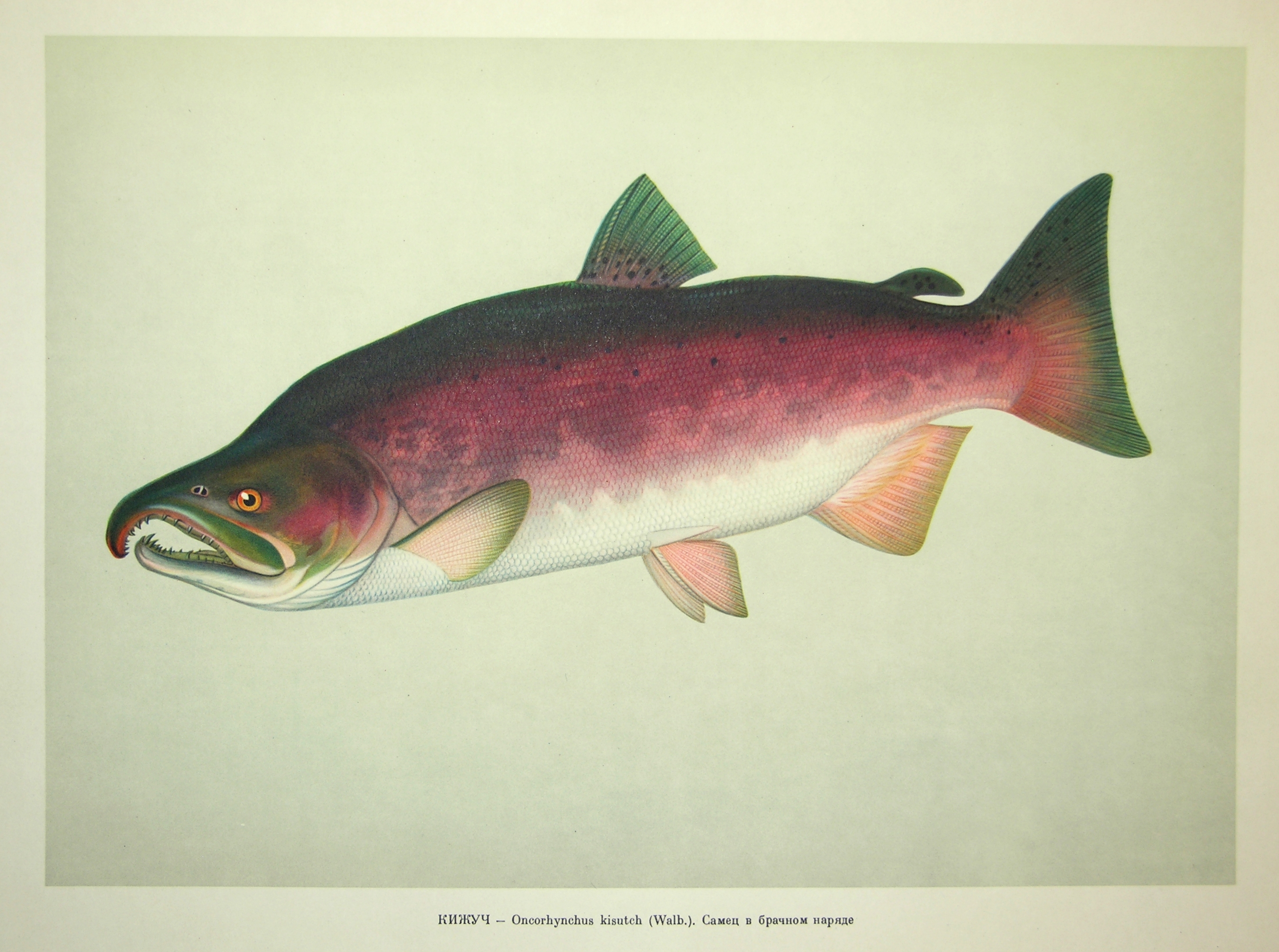 Кижуч (Oncorhynchus kisutch)